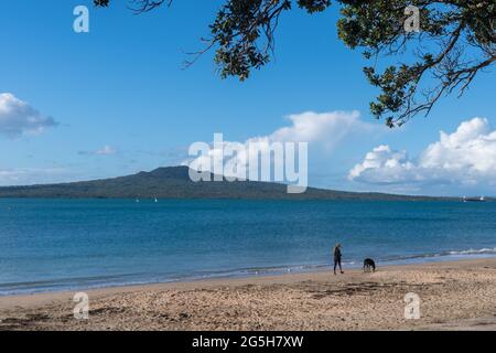 Auckland New zealand - June 17 2021; Woman leading dog along beach with Rangitoto Island on distant horizon across harbor from St Leonard's beach, Nor Stock Photo