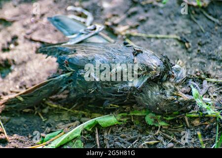 dead black bird with some flies on it, environmental pollution and problem concept Stock Photo