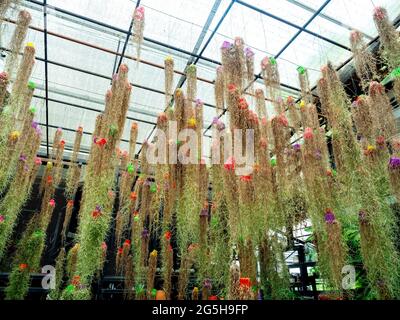 Spanish moss. Hanging plants with small plastic pot. upside down. Many beautiful plant hanging from ceiling in the greenhouse garden. Stock Photo