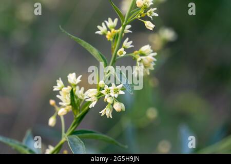 Vincetoxicum hirundinaria, white swallow-wor flowers in meadow closeup selective focus Stock Photo