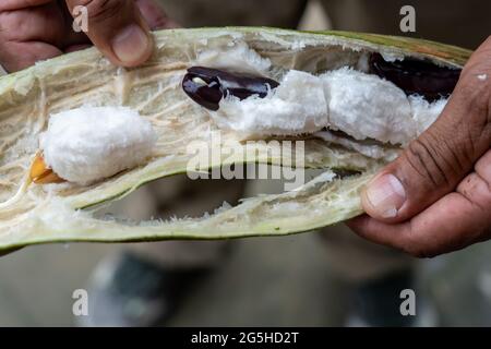 Pacay (Inga feuilleei) is also know as ice-cream bean tree and can be found in the Peruvian Amazon Stock Photo