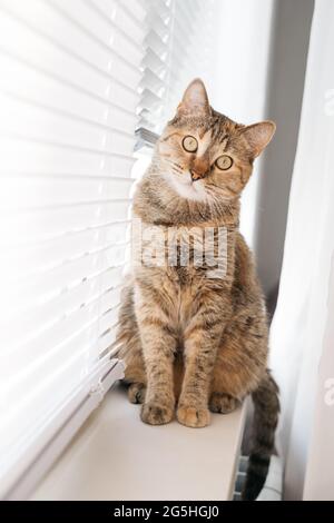 The cat sits and looks curiously at the camera. Stock Photo