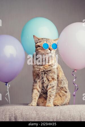 Ginger cat in fashionable glasses sits beside a blue balloon on a couch. Stock Photo