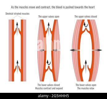 Anatomy and Function of the Heart Valves Stock Photo