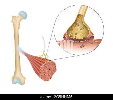 Synaptic transmission. Structure of a typical chemical synapse Stock ...