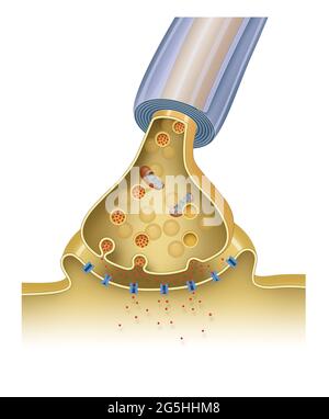 Synaptic transmission. Structure of a typical chemical synapse Stock ...