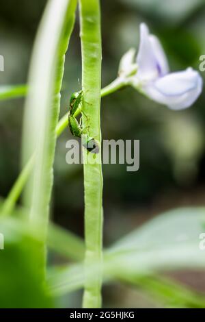 Green beetle are mating on a long bean close up Stock Photo