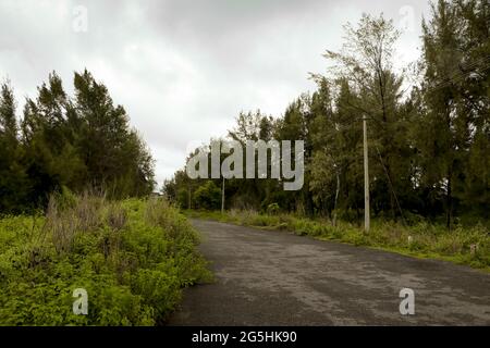 lonely road through the deserted green forest in nature reserve Stock Photo
