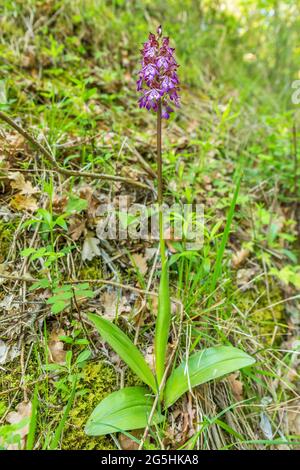 Flowering Lady orchid in a meadow Stock Photo