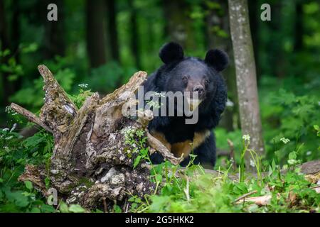 Close Asiatic black bear (Ursus thibetanus) in summer forest. Wildlife scene from nature Stock Photo