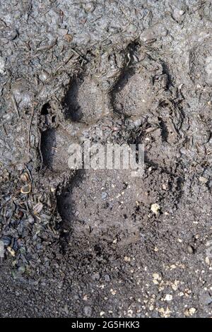 Wolf, canis lupus, paw footprints in brown mud. Tracks in dirt Stock ...