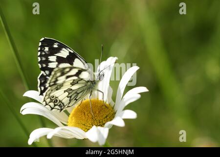 A Marbled White Butterfly, Melanargia galathea, perching on an Ox-eye Daisy wildflower in a meadow. Stock Photo