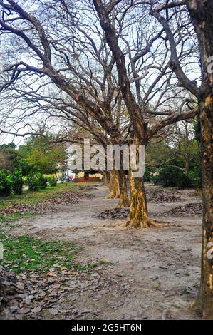 A day of charm in Bangladeshi park Stock Photo