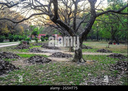 A day of charm in Bangladeshi park Stock Photo