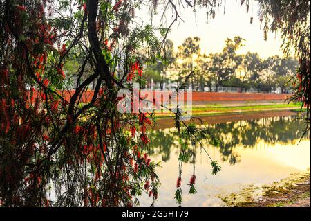 A day of charm in Bangladeshi park Stock Photo