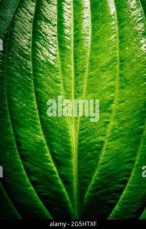 Large textured green plant leaf, natural summer background, fresh green plant. Stock Photo