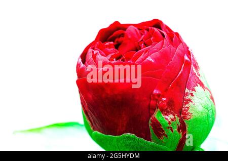 Bright burgundy peony bud on a white background Stock Photo