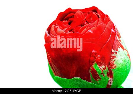 Bright red peony bud on a white background Stock Photo