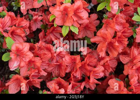 rhododendron neuheiten Rhododendron Eyecatcher 'Ember' kaufen