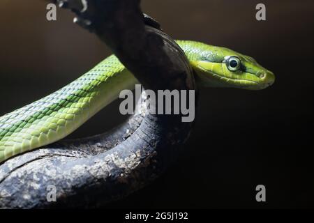 Gonyosoma oxycephalum arboreal ratsnake, Red-tailed Racer or the Red-tailed green ratsnake on a tree branch, family: Colubridae, region: endemic to So Stock Photo