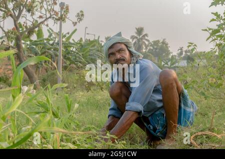 Middle aged Indian Farmer or Gardener hand picking weeds in agriculture field or garden, wearing traditional lungi and headgear. Wild grass removal. Stock Photo