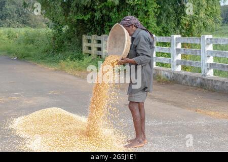 Middle aged hard working Indian farmer winnowing harvest of wheat or maize to separate grain from chaff and straw, and spreading it in open for drying Stock Photo