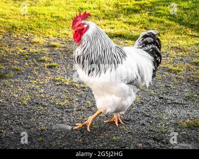 A large healthy free-range cage-free rooster with white and black feathers and red comb walking outside in natural rural green grass summertime Stock Photo