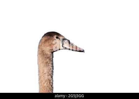 Brown swan head isolated on white. Stock Photo