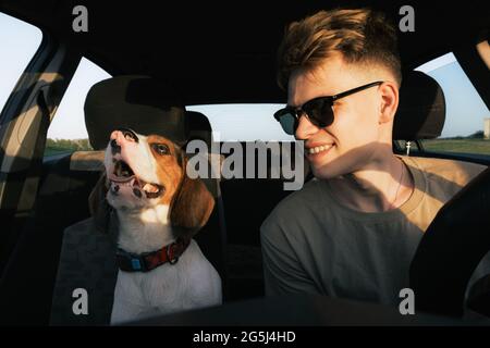 Young man and a beagle dog sit in the front seat of a car. Commuting or travelling with pets, lifestyle with dog Stock Photo