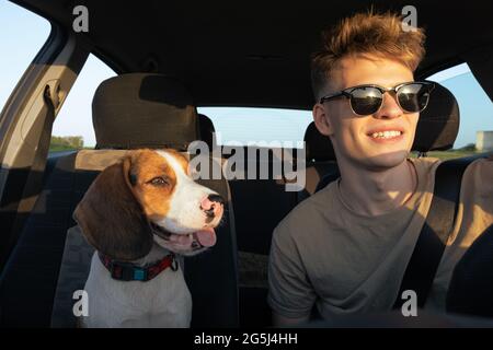 Young man and a beagle dog sit in the front seat of a car. Commuting or travelling with pets, lifestyle with dog Stock Photo