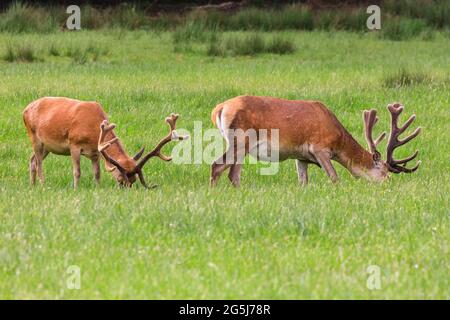 Red deer stags, (cervus elaphus) males with velvet antlers, grazing on meadow, Germany Stock Photo