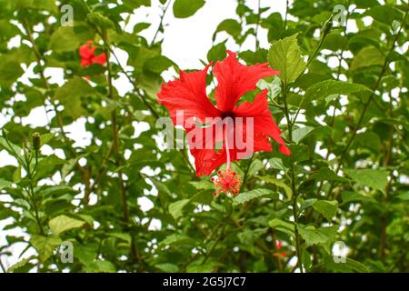 Red Chaina Rose Flower Among Green Leaves Background With Branches at the garden on Sunlight. Stock Photo