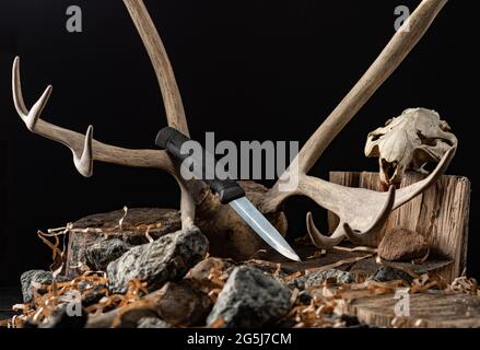 Knife on the background of a deer horn. Deer antlers and beaver skull. Hunting knife. Front view. Stock Photo
