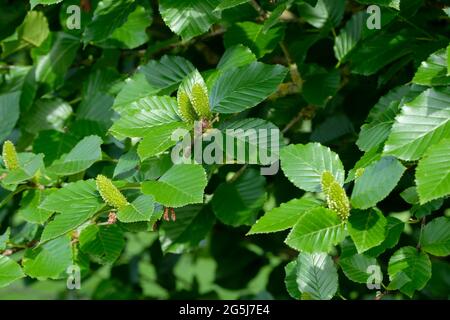Betula medwediewii, called Transcaucasian birch, Caucasian birch or Medwediew's birch showing green female and brown male flowers Stock Photo