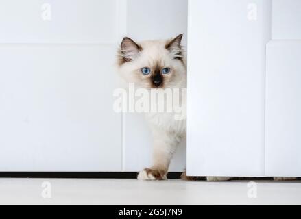 Ragdoll cat in light room Stock Photo