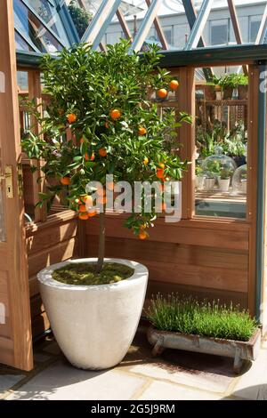 Orange tree in container next to a trough of lavender, wooden greenhouse Stock Photo
