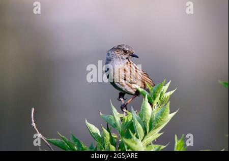 Dunnock perched on a branch Stock Photo