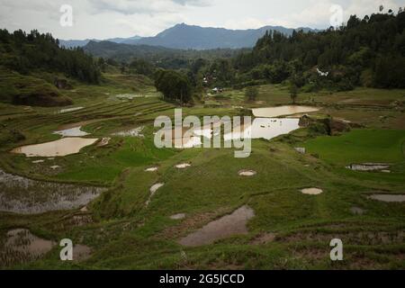 Rice paddies in Batutumonga, Lempo, North Toraja, South Sulawesi, Indonesia. Higher temperatures caused by global warming are projected to reduce rice crop yields in Indonesia. Changes in El Nino patterns, that impact the onset and length of the wet season, are also sending agricultural production to a vulnerable status. Developing new, or improved local rice varieties that more resilient--echoing recent studies in other countries--could be one of the keys to mitigate. Stock Photo