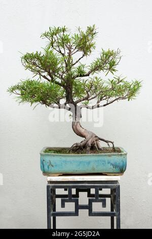 Podocarpus macrophyllus on plant stand Stock Photo