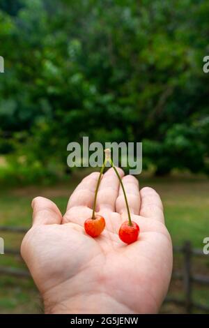 Close up of two wild cherries on the palm of the hand Stock Photo