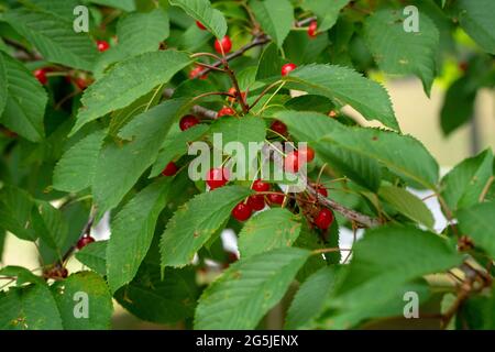 Wild cherries on a tree Stock Photo