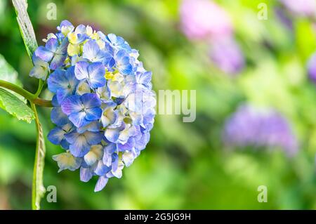 Close up on a Japanese blue hydrangea flower called ajisai or hon-ajisai blossoming at Asuka-no-komichi road famous for its in hortensias in Nishigaha Stock Photo