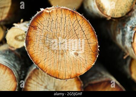 the logs are stacked in nature. timber. High quality photo Stock Photo