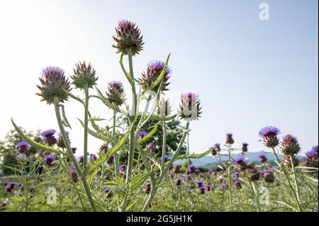 field of artichokes in bloom in the summer time Stock Photo