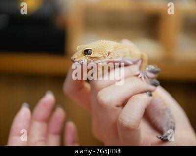 Leopard gecko in focus Stock Photo