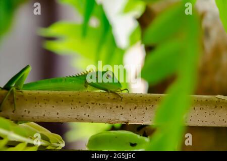 Green chameleon sitting on a branch of tree. Stock Photo