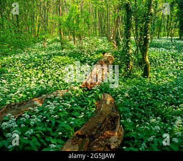 landscape with wild garlic, on wooded forest floor, Stock Photo