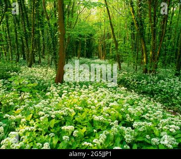 Spring woodland, with wild garlic, and walkers path, Stock Photo