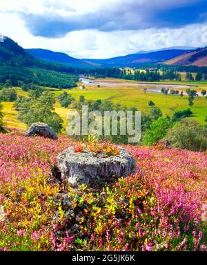 UK, Scotland, Grampian Mountains, heather, and River Dee, Stock Photo