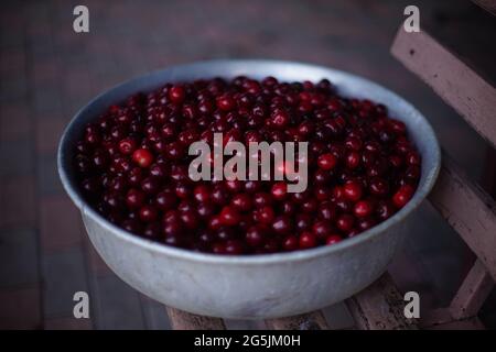 Ripe red cherries in an aluminum bowl on a bench in the garden. Stock Photo